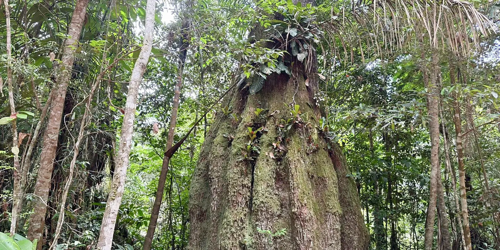 Amazonas ganha quatro reservas de desenvolvimento sustentável