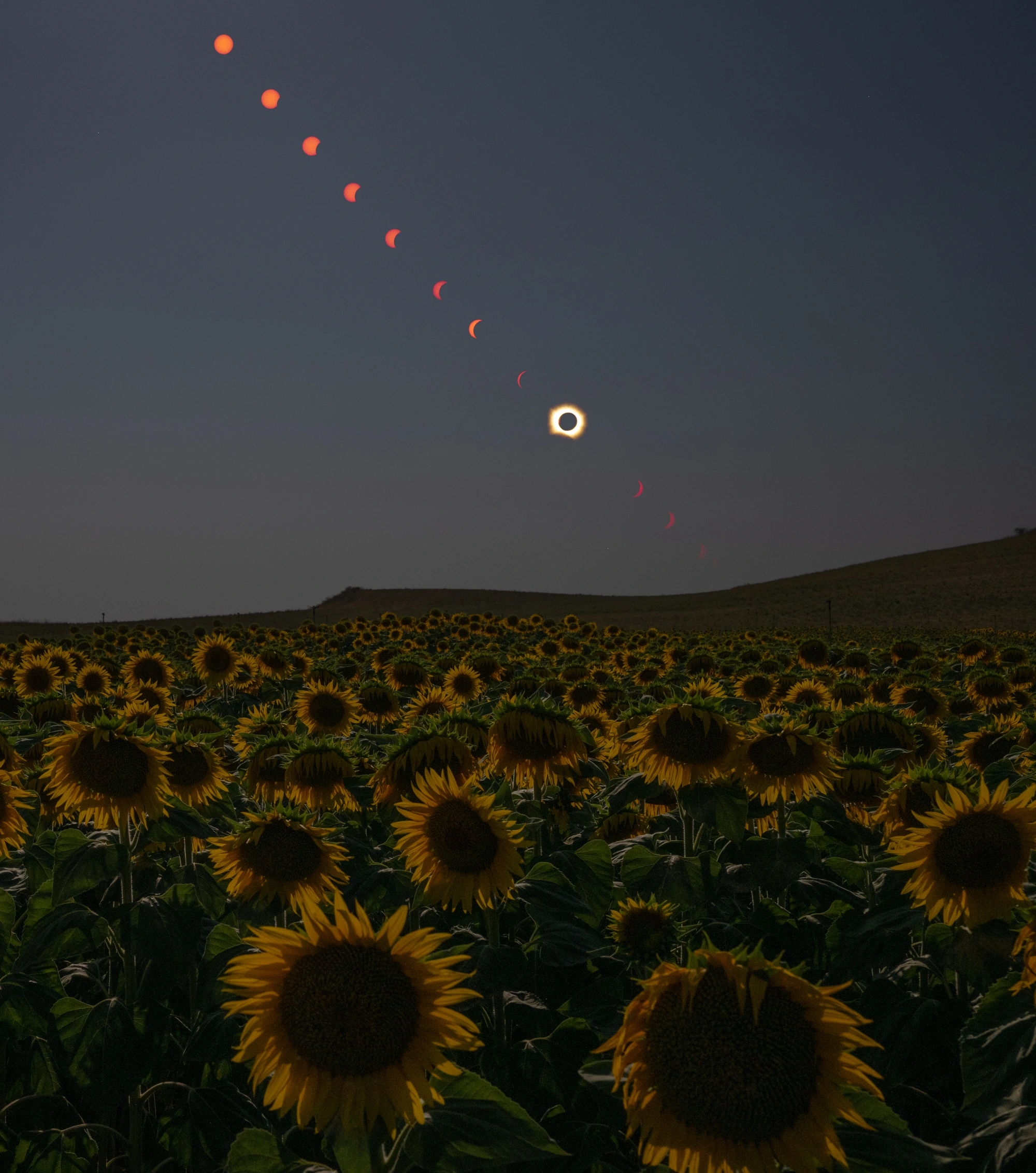 Eclipse Solar Total em Campo de Girassóis