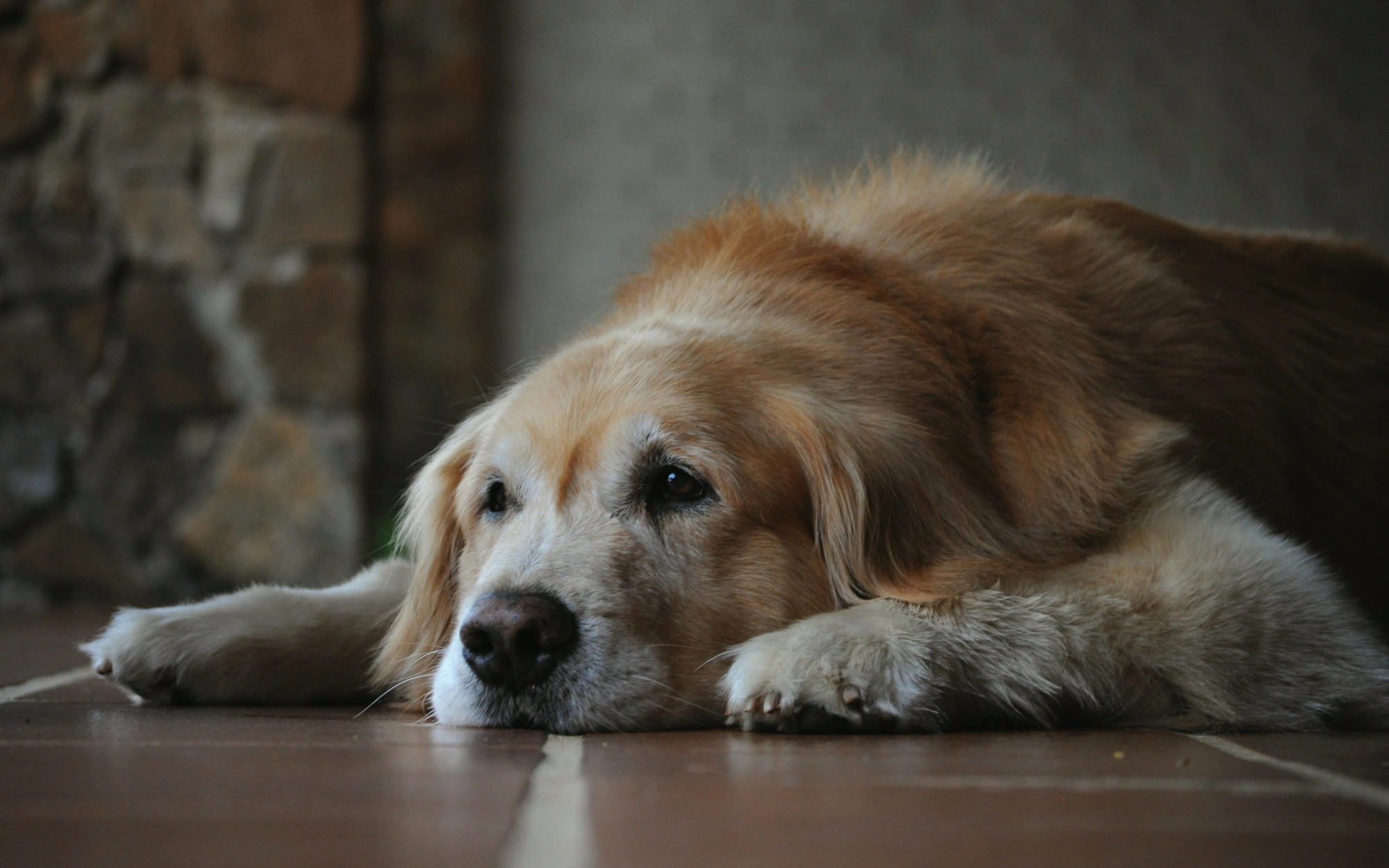 Ciência busca prolongar a vida do cachorro com novas terapias contra o envelhecimento