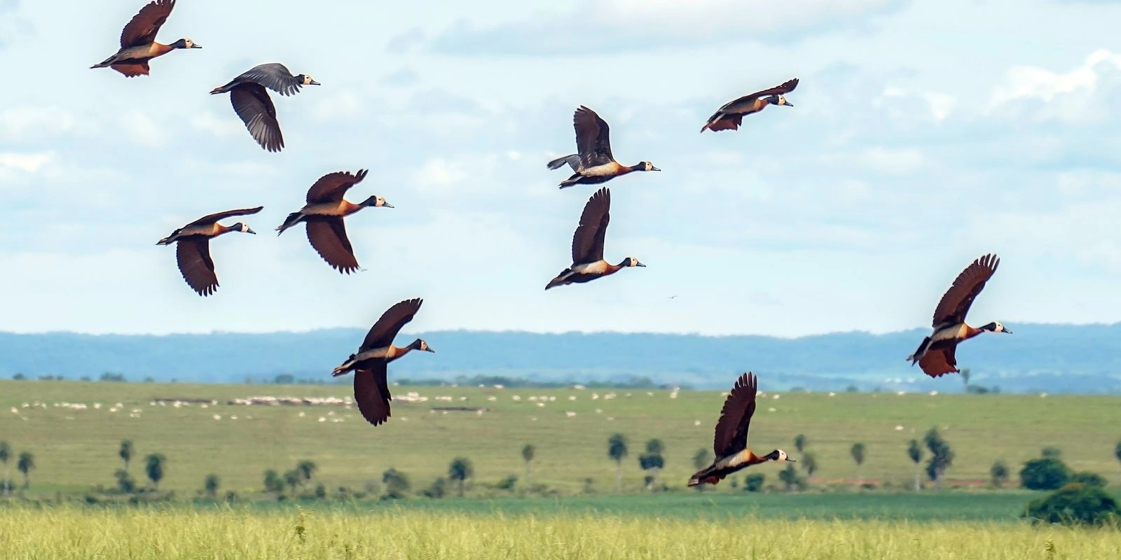 Proteção da biodiversidade mundial demanda mais US$1,3 trilhão por ano