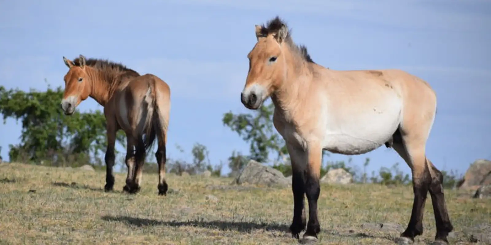 Takhi, o cavalo selvagem que virou símbolo de restauração na Mongólia