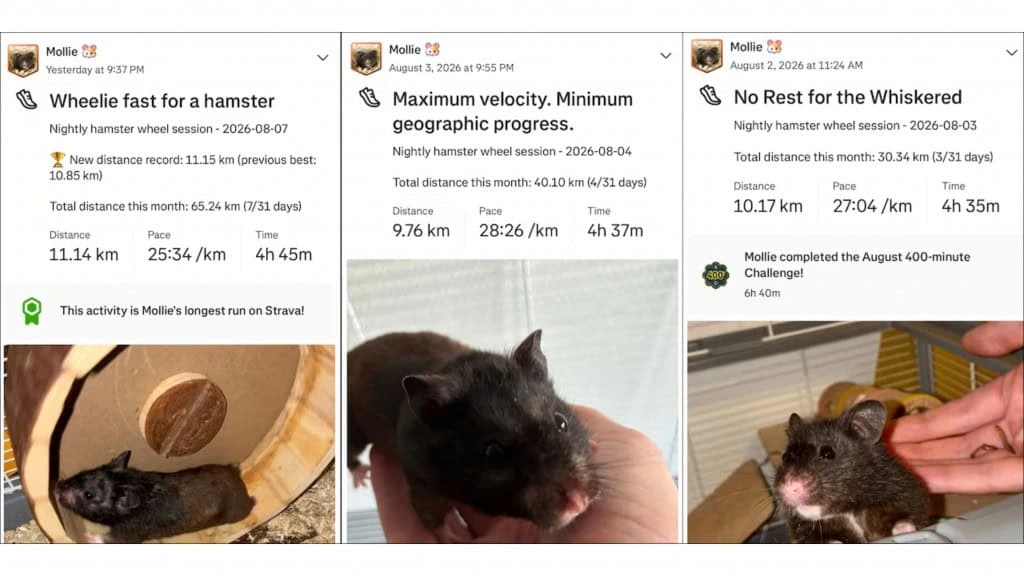 Rato maratonista? Este hamster percorre 70 km por semana e virou celebridade no Strava