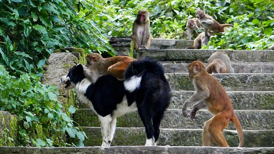 Estudo de Oxford encontra pistas sobre a origem do vínculo com animais de estimação entre primatas