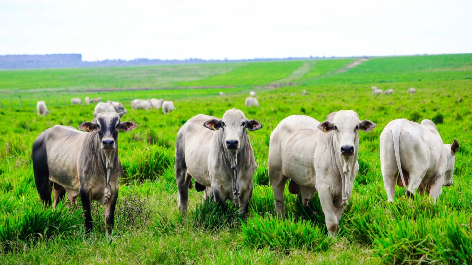 Veto europeu à carne brasileira ameaça agronegócio no Paraná