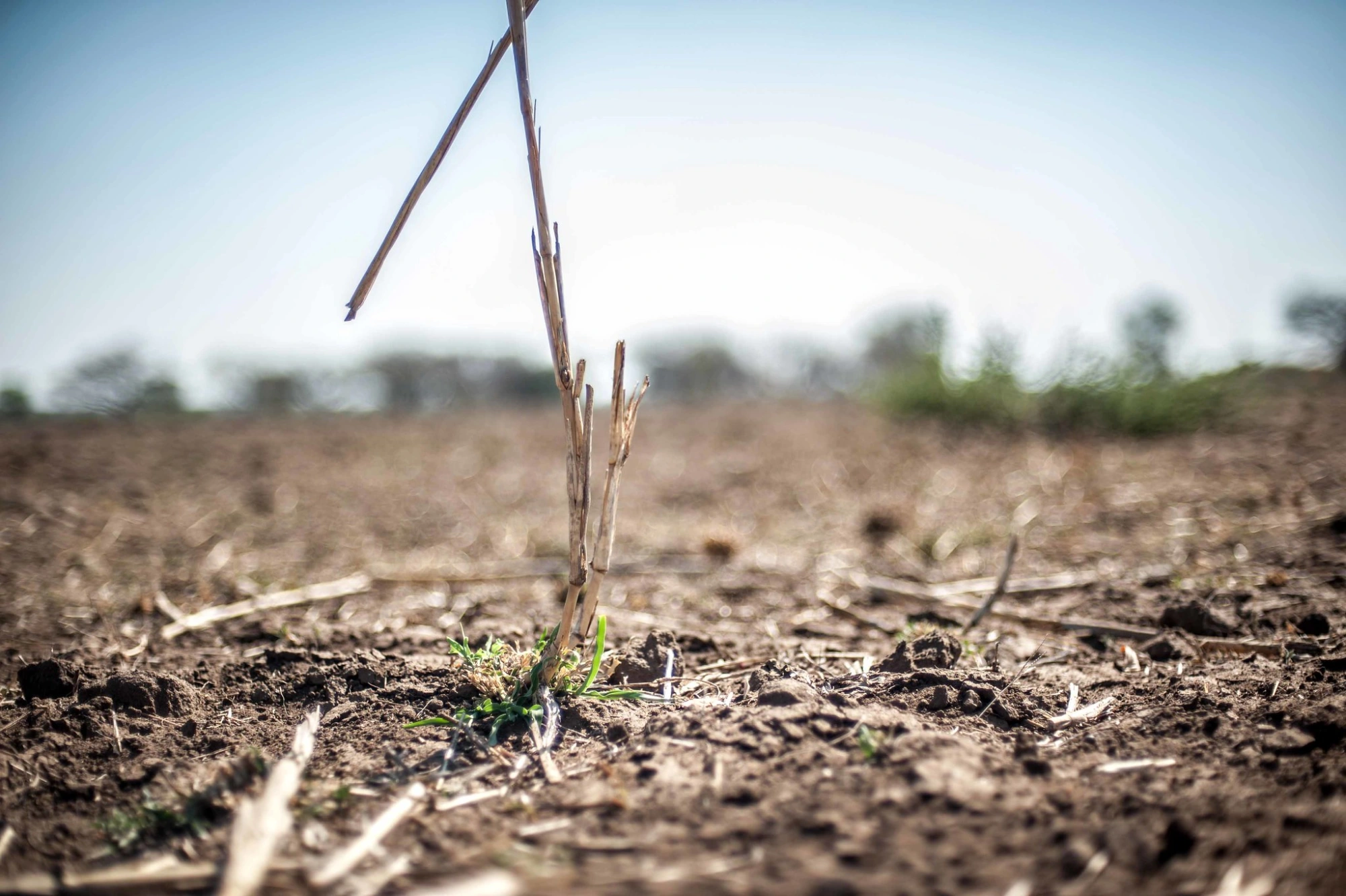 El Niño: Moçambique busca financiamento contra riscos de seca severa