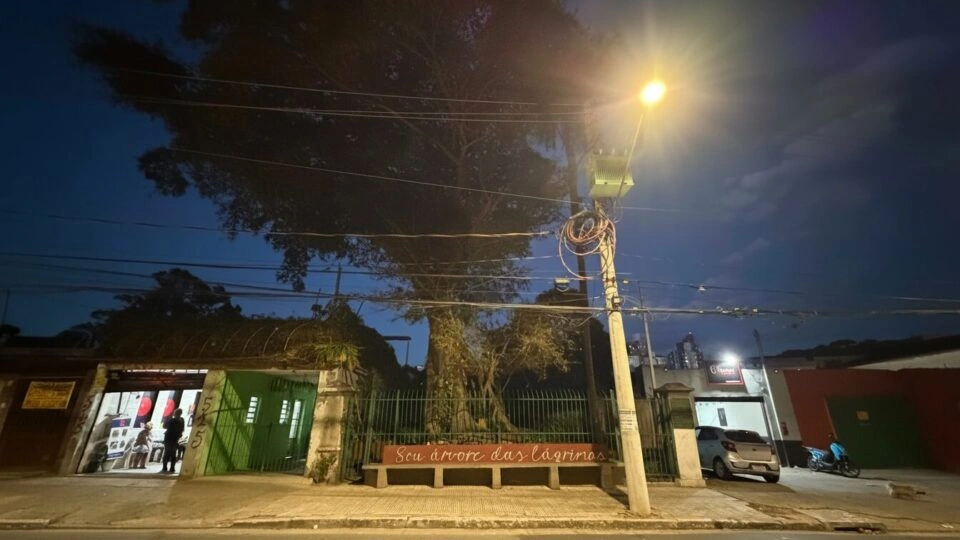 Árvore mais antiga de São Paulo guarda rota do Brasil Império usada por Dom Pedro I