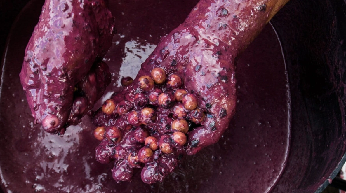 Monoculturas de açaí avançam em uma Amazônia cada vez mais quente e seca