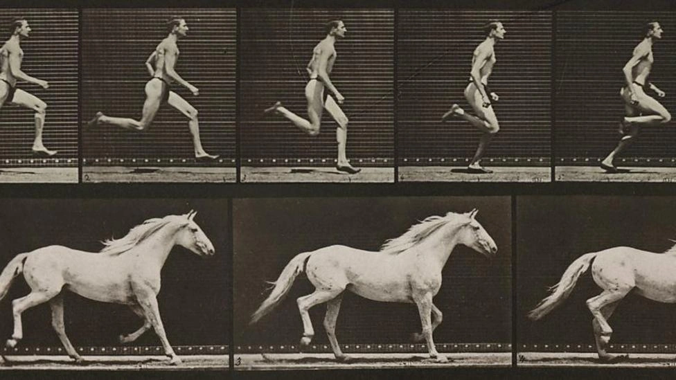 Os animais que você pode vencer em uma corrida — e os que são invencíveis